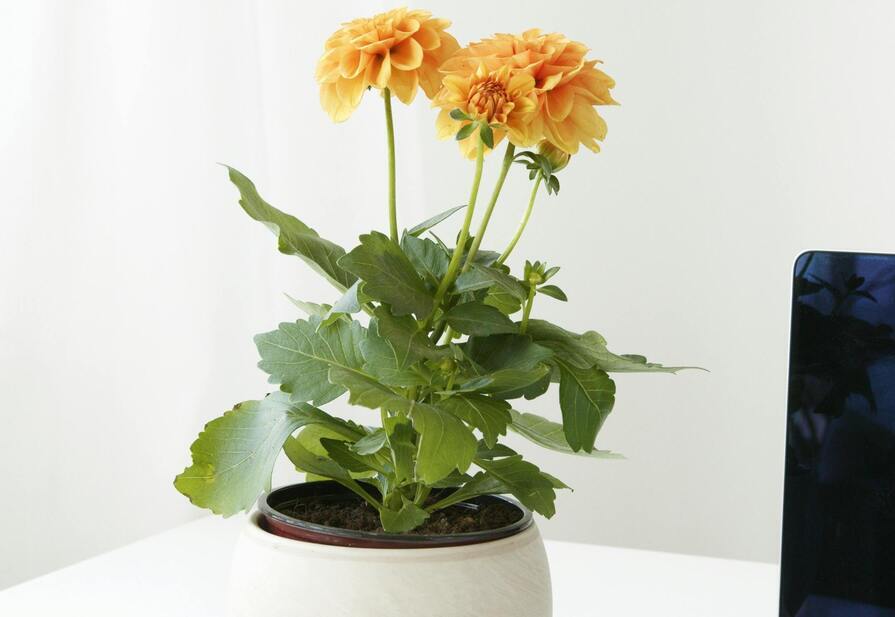 Dahlien im Topf auf Schreibtisch